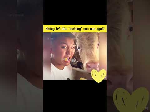 P2: Tổng hợp những trò đùa "matday" của con người 🤣| hài hước mọi lúc #funny #shorts