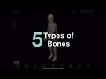 Types and Functions of Bones