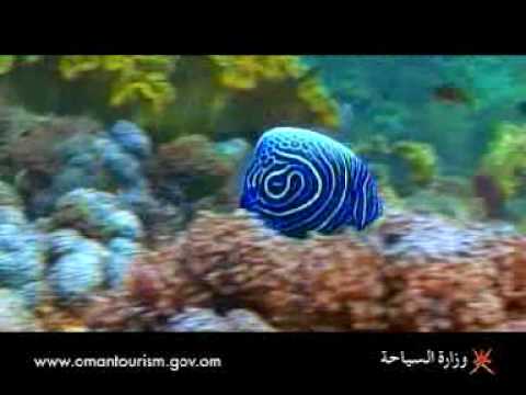 الحياة البحرية في عُمان
