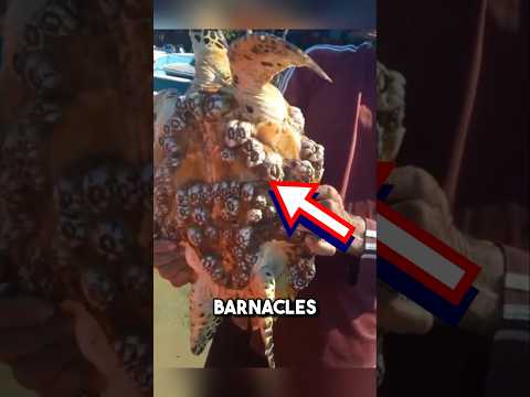Removing barnacles is extremely satisfying 😱 #shorts #barnacles