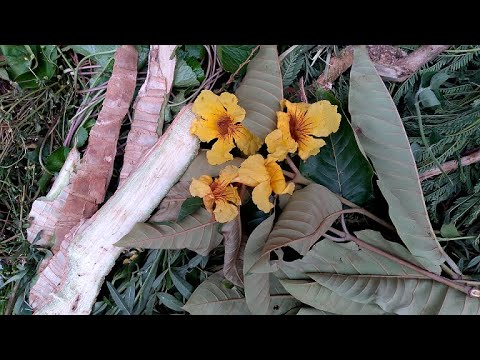 Ekyogero Kyomwana Omulenzi Full Video 2025