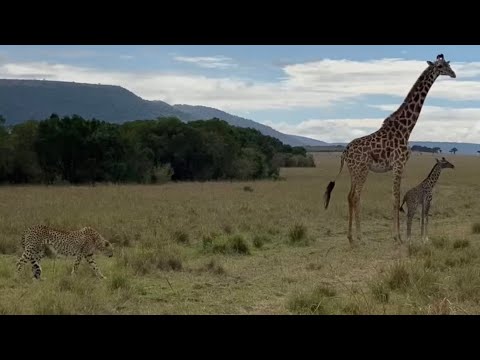 cheetah chase hunting giraffe mother and young video