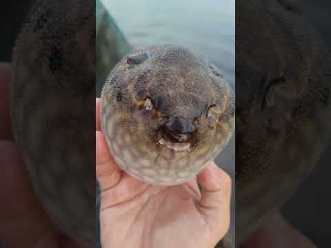 Ikan buntal #fishing #patehinte