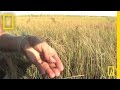 Impact of Oil on Marsh Ecosystems