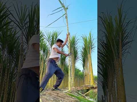 Mind-Blowing Sugarcane Peeling Techniques Unveiled at the Farm!