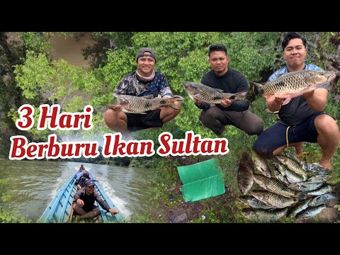 3 Hari Berburu Ikan Mahal Malam Hari Bertemu King Kobra Saat Hujan Badai Bersama @Kenyalang96