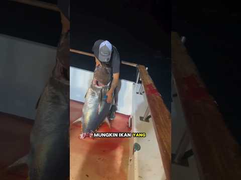 Mancing ikan tuna besar #bedasuara #fishing #fish #mancing #tuna #viralvideo  #video #viralshorts