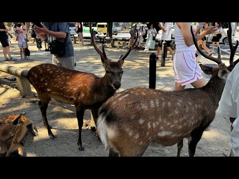 OH DAMING DEER LIVE! #nara # japan