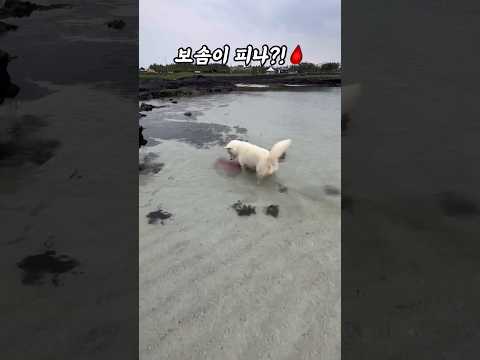 바다에 핏물이? 보솜이 피나? #군소 #제주도물질