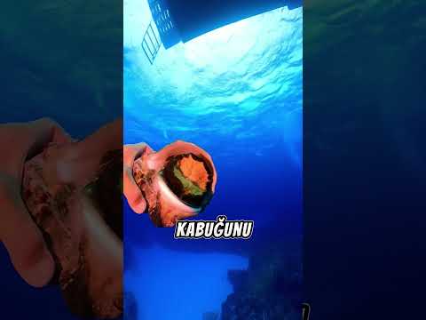 Şefler Neden Bu Deniz Canlısında Hızlıdır? ⚡