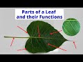 Parts and Functions of Leaves