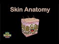 Exploring Skin Anatomy and Its Layers