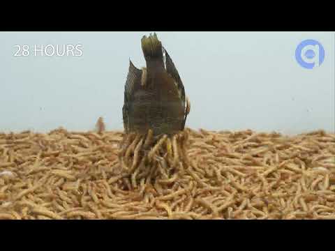 Mealworms vs $70 Aquarium Fish