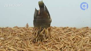 Mealworms vs $70 Aquarium Fish