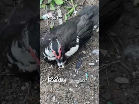 hen and duck Ka cross breed #virealreel #roosterfarm #roosterfarm #foryou#viralvideo #intertenment