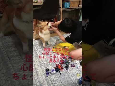 【TikTokで600万再生】ベイブレイドしてたら#shorts  #コーギーチリ #優しい息子