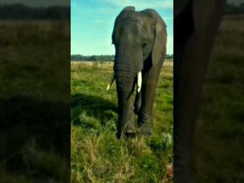 Как защититься от агрессивного  животного. How to protect yourself from aggressive animals.#shorts