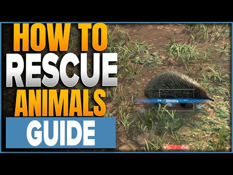 What To Do With Animals In Death Stranding 2