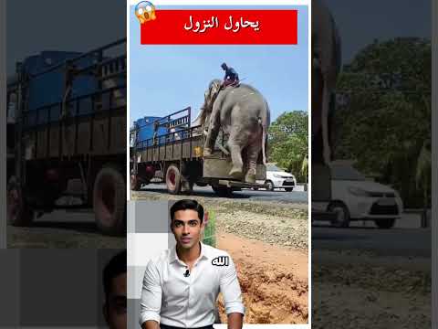 الفيل يحاول النزول فوق الشاحنة⚠️ #shorts