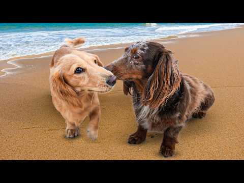 Ollie En Moos Op Het Strand!