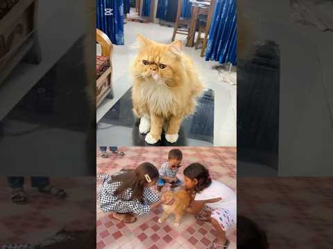 Cherry walking in rooftop😻#cat #shorts #funny #youtubeshorts #trending #viral #pets #friends #love