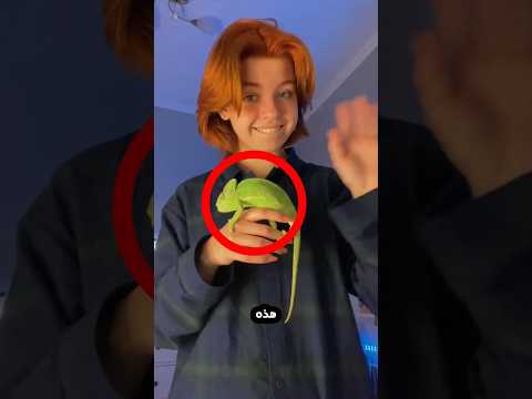 هذه الحرباء تحب للغاية صديقتها!⭕