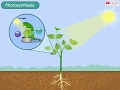 Understanding Photosynthesis