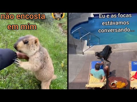 Compilado de DUBLAGENS de ANIMAIS ENGRAÇADOS | ANIMAIS FALANTES