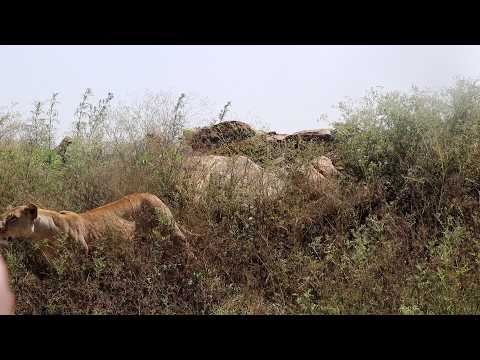 Lions on the path of rhinos (full safari sighting)