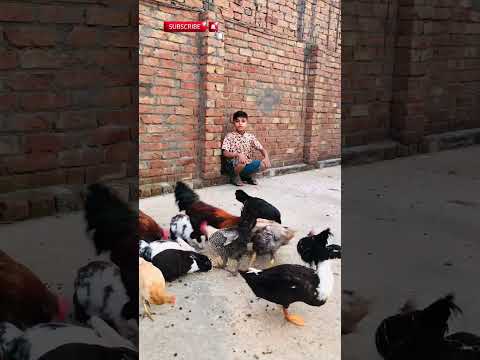 Meri pyari Hens bhag jao š #shorts #youtubeshorts #minivlog #trending #funny #qadirslovelypets