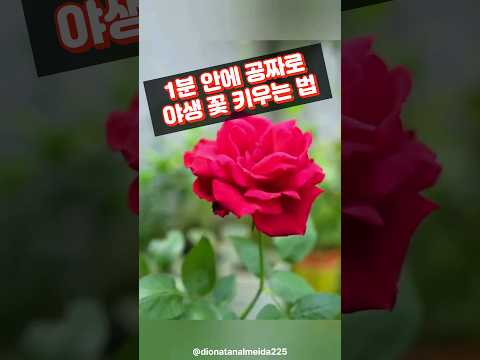 1분 안에 공짜로 야생 꽃 키우는 법