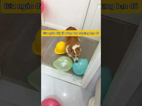 Con chó ngoặm nổ bóng bay của mình 🎈