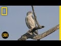 Wildlife Behavior and Ecology Assessment