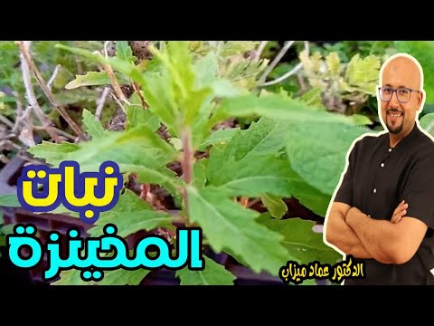 ممنوع منعا كليا أخذ المخينزة في هذه السن إليك الطريفة الصحيحية للاستفاذة منها - الدكتور عماد ميزاب