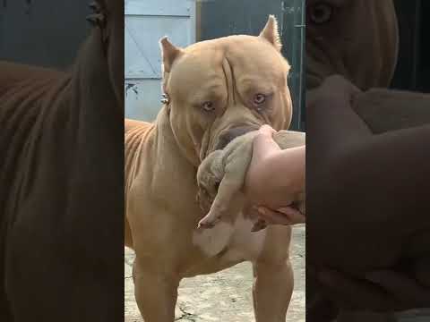 don't touch my baby...#angry #pitbull ...#viral #short ....