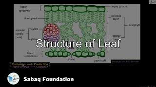 Structure of Leaf