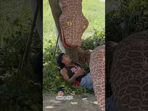 La titanoboa 🐍😱😂 #tendencias #trending #funny #humor #viralshort