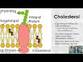 Exploring Cell Membrane Structures and Transport Processes