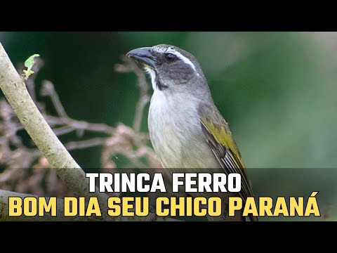 Trinca ferro canto bom dia seu chico paraná ao vivo na natureza !!