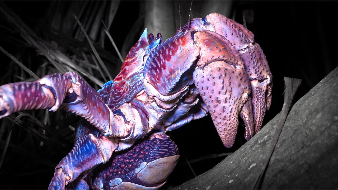World's LARGEST Coconut CRAB Catch Clean Cook Asuncion Island, CNMI