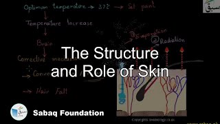 The Structure and Role of Skin