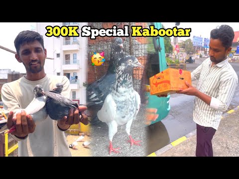 300K Hone Ki Khushi Me New Kabootar Liya 😍