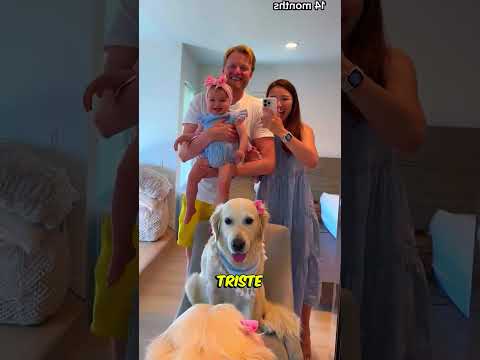 A cachorrinha pegou a família de surpresa!😨 #curiosidades