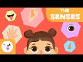 Human Senses and Their Functions