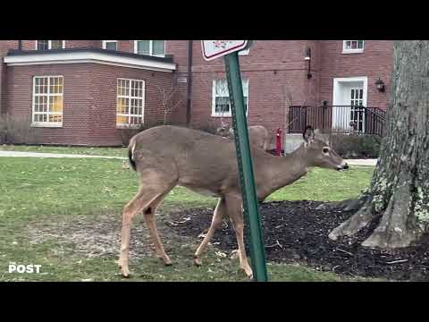 The Deer of Ohio University