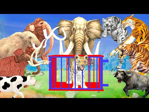 5 African Elephant Cow vs 5 Giant Tiger Wolf Attack Tiger Cub Buffalo Save by Woolly Mammot Mastodon