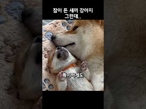 잠이 든 새끼 강아지를 본 어미의 반응