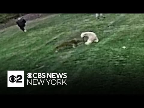 YouTube video thumbnail: Woman Recovering After Terrifying Coyote Attack in New Jersey