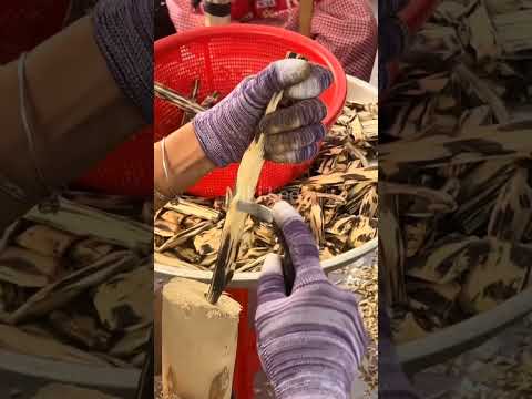 Cultivated Kynam agarwood has now entered a stage of scaled production. #oud #kynam #عود#عود_كينام