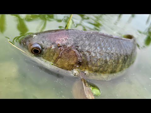 Unique Daily Life Fishing in Rainy Season | Catching Climbing Perch Fish In Rain